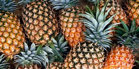 pinapue|pineapple characteristics.
